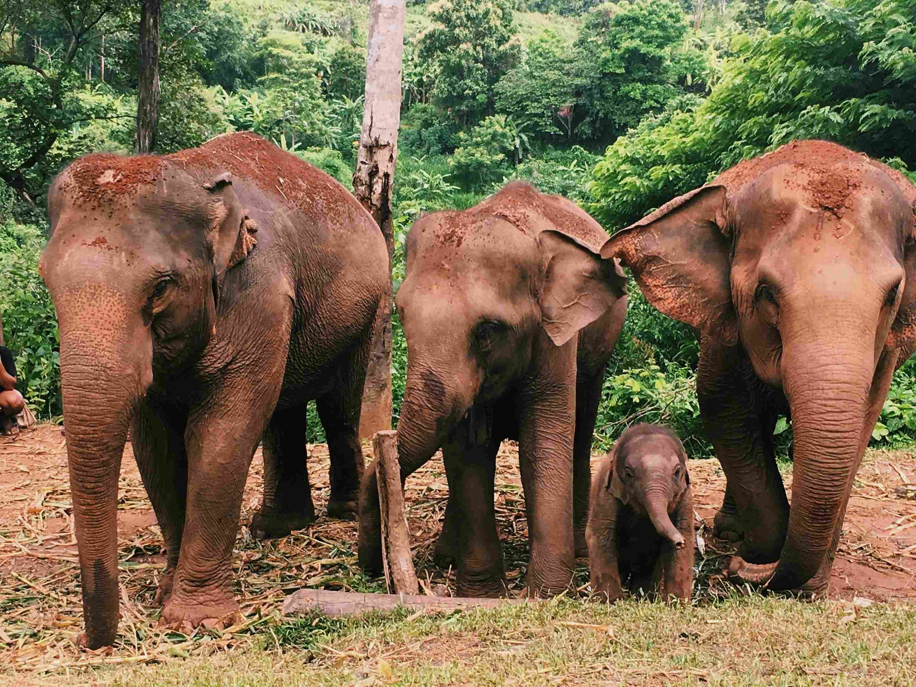 elephant